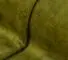 Green Olive