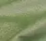 Greenary